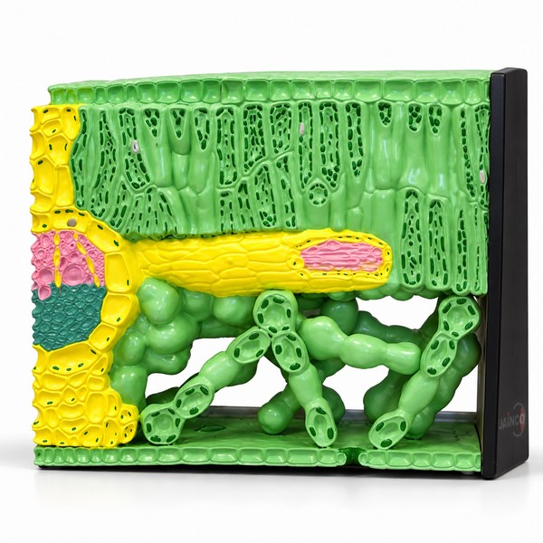 Dicot Leaf TS